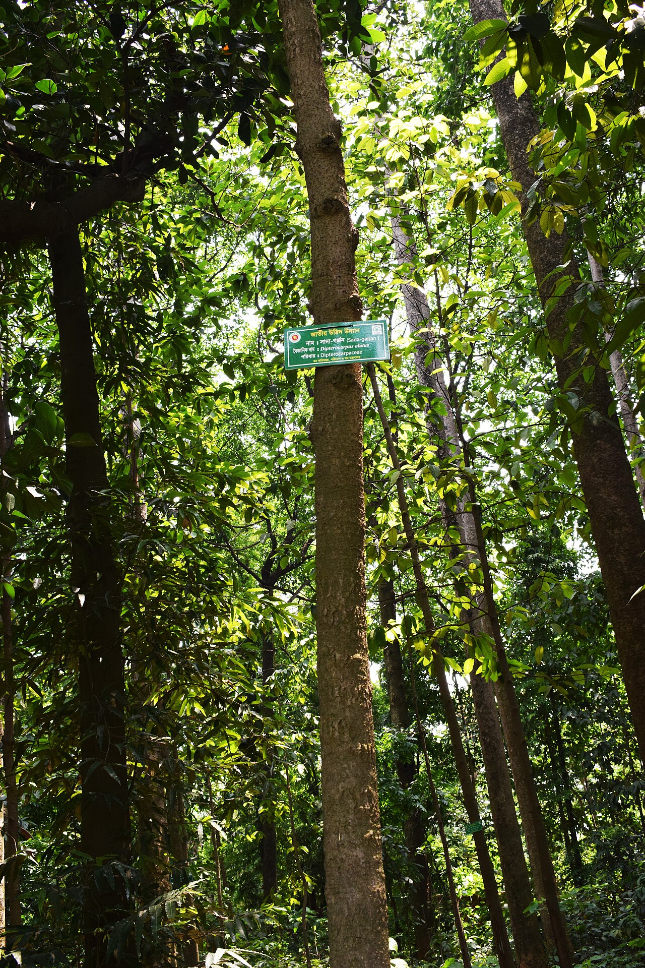 Chò xanh (Dipterocarpus alatus) với tán lá rộng và thân cây thẳng