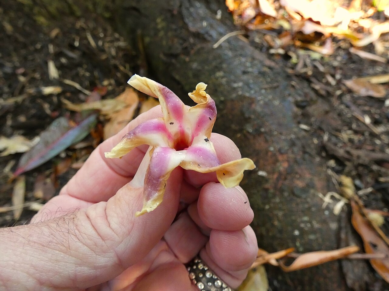 Cây Chò (Dipterocarpaceae): Tìm Hiểu Từ A-Z Cho Người Mới