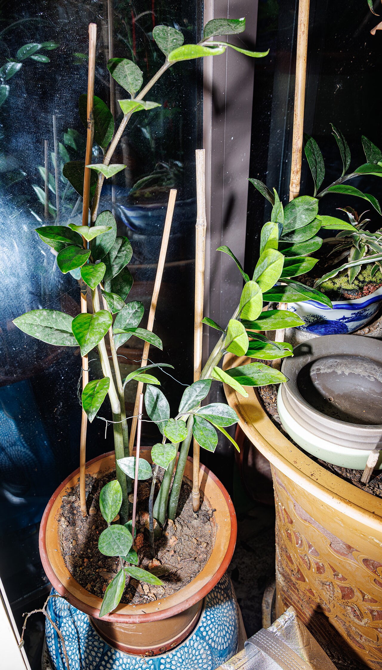 Củ và rễ của cây kim tiền Zamioculcas zamiifolia