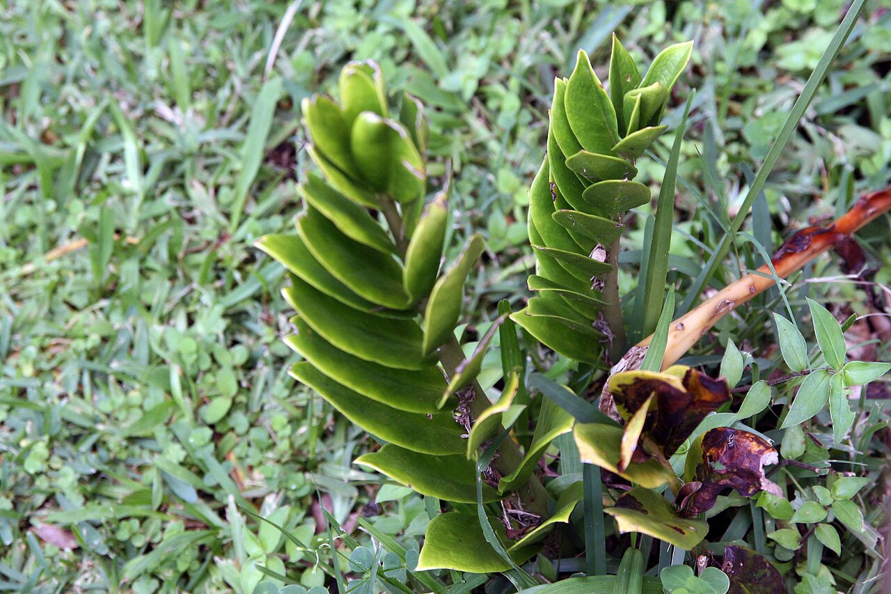 Cây kim tiền (Zamioculcas zamiifolia): Hướng dẫn trồng và chăm sóc từ A-Z