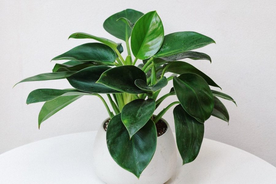 Cây Trầu Bà Đế Vương: Hướng Dẫn Chăm Sóc Từ A-Z Cho Người Mới
